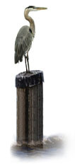 egrot on post.jpg (6458 bytes)